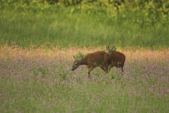 European roe deer (Capreolus capreolus) strong, abnormal buck with rutting doe in flowering meadow, Lower Austria, Austria