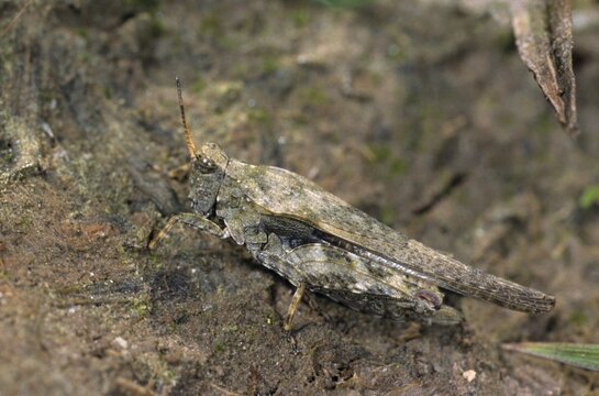 Caelifera, thorn scare, grasshoppers, short-feeler scare, sabre-thorn scare, tetrix subulata, awl-shaped pygmy grasshopper, camouflage, grasshoppers, grasshoppers, insects, slender ground hopper, camouflage