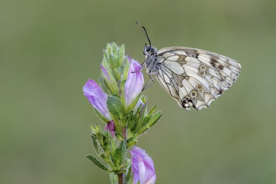 Checkerspot butterfly (Melanargia galathea), Bad M&uuml;nstereifel, North Rhine-Westphalia, Germany