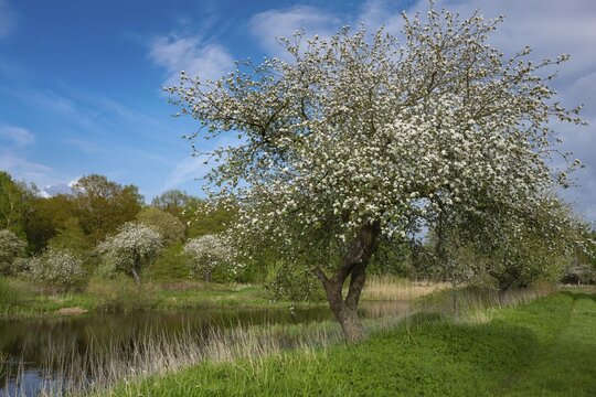 Blooming apple trees at Ahlhorn fish ponds, Ahlhorn, Lower Saxony, Germany