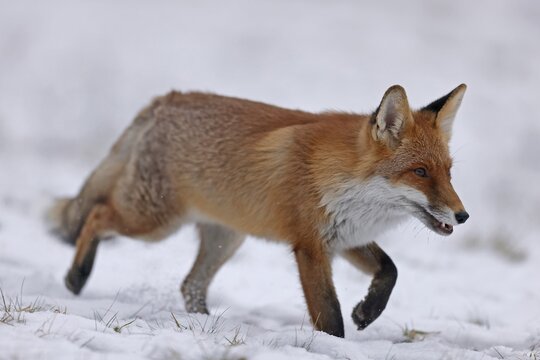 Red fox (Vulpes vulpes) on a snowy meadow, Czech Republic