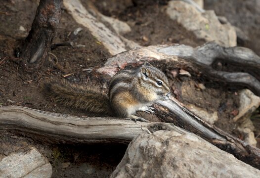 Least chipmunk (Neotamias minimus) sitting on roots and eating, Banff National Park, Alberta, Canada