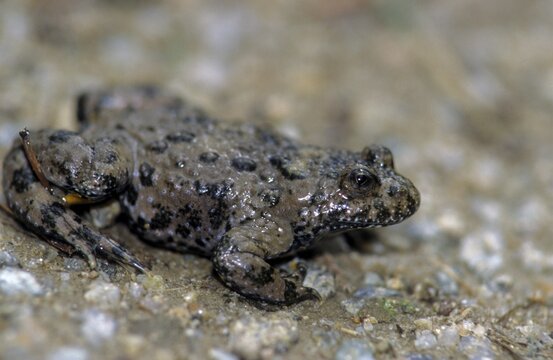 Mountain toad, bombina variegata, yellow-bellied toad, amphibians, amphibians, amphibians, amphibians, amphibians, toads