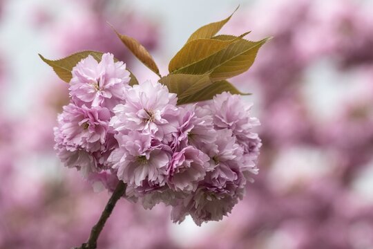 Japanese flowering cherry (Prunus serrulata Kanzan), Emsland, Lower Saxony, Germany