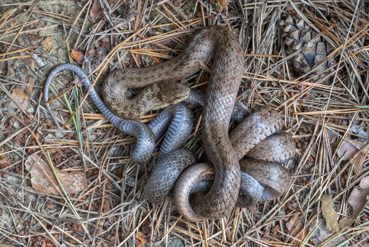 Smooth snake (Coronella austriaca), smooth snake, hazel snake or copper snake, the brown animal eats the grey animal, Limbach, Burgenland, Austria
