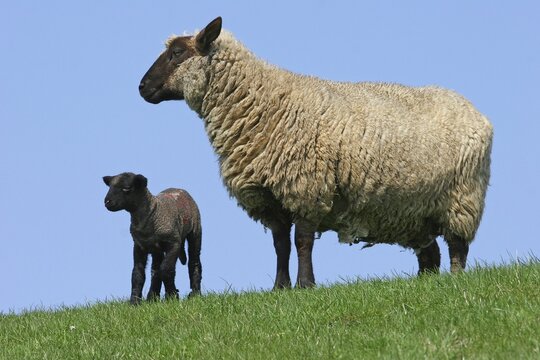 Sheep (Ovis ammon f.aries), black lamb and ewe, Schleswig-Holstein, Germany