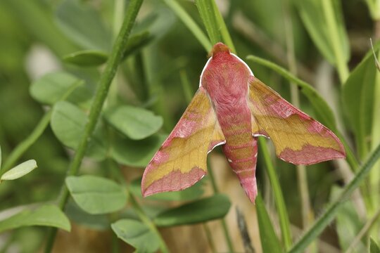 Small elephant hawk-moth (Deilephila porcellus) sitting in the grass in a vineyard, Rhineland-Palatinate, Germany