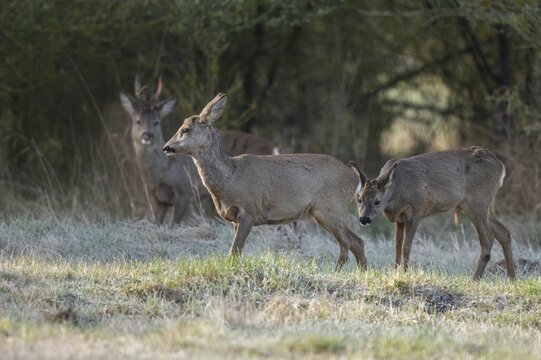 Roe deer (Capreolus capreolus), doe and young buck in winter coat, winter cover, a roe buck in the back, a pole of horns in the bast, a pole freshly swept still red from blood, no injury normal process, wildlife, Thuringia, Germany