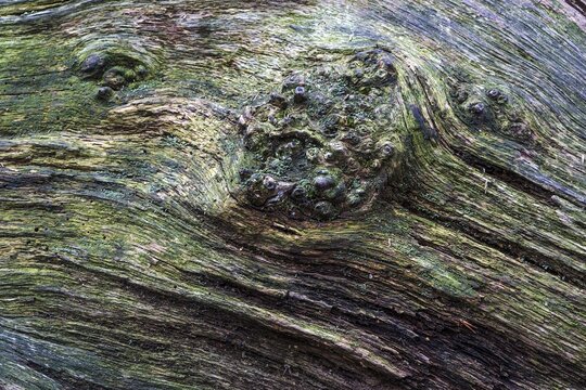 Structures in the weathered wood on a dead tree trunk, Sababurg primeval forest, Reinhardswald nature park Park, Hesse, Germany