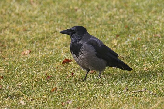 Hooded Crow (Corvus cornix), Mecklenburg-Western Pomerania, Germany