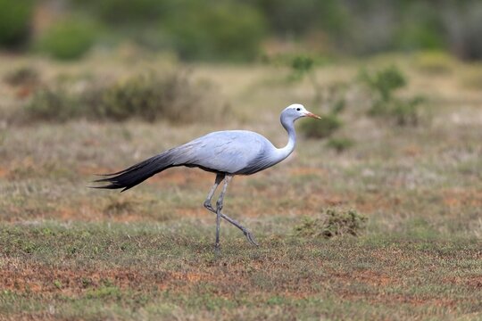 Paradise Crane (Anthropoides paradisea), adult, national bird of South Africa, Addo Elephant National Park, Eastern Cape, South Africa