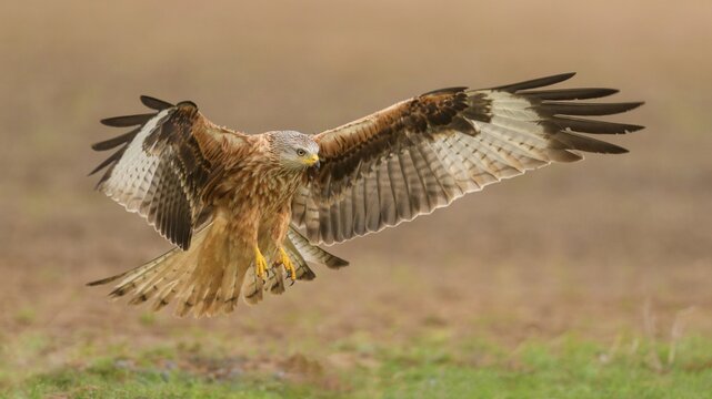 Red kite (Milvus milvus), in flight landing in a meadow, Extremadura, Spain