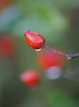 Rose Hip (Rosa canina)