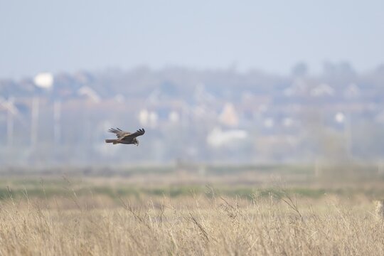 Marsh harrier (Circus aeruginosus) adult bird of prey flying low over marshland, England, United Kingdom