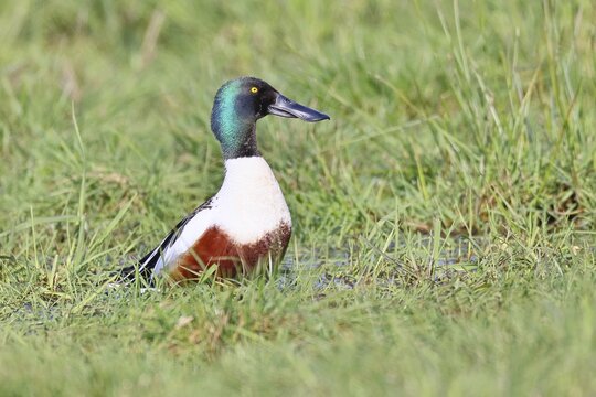 Shoveler (Spatula clypeata) in a wet meadow, spring, wildlife, bird, dabbling duck, H&uuml;de, Ochsenmoor, Lake D&uuml;mmer, H&uuml;de, Lower Saxony, Germany