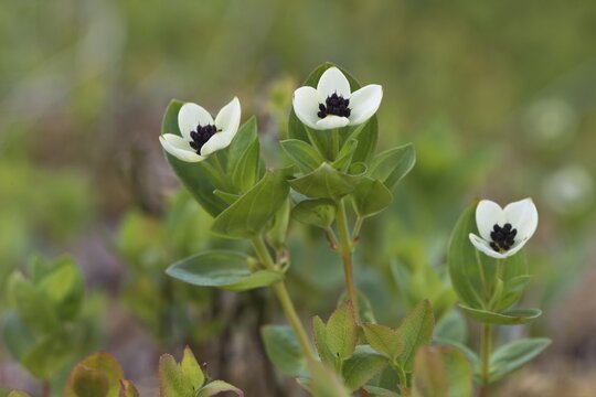 Swedish dogwood (Cornus suecica), Kvaloya, Norway
