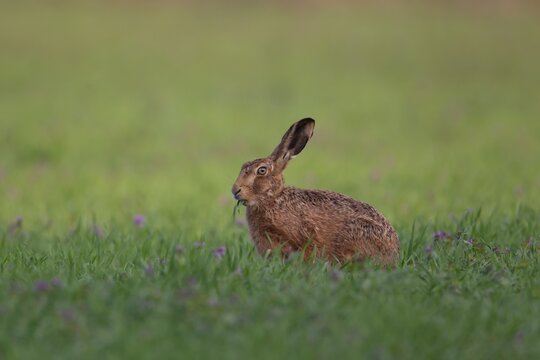 European brown hare (Lepus europaeus) adult animal feeding in a farmland cereal field in spring England, United Kingdom
