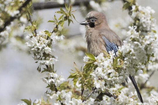Eurasian jay (Garrulus glandarius) sitting on branch of a flowering cherry tree, Hesse, Germany