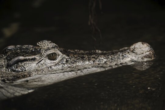New Guinea crocodile (Crocodylus novaeguineae), portrait, captive, native to New Guinea