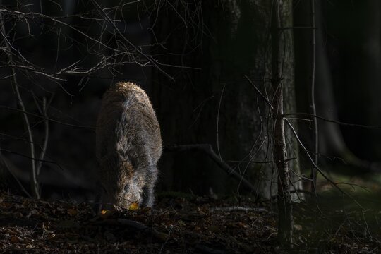 A wild boar (Sus scrofa) searches for food in a dark spruce shelter, darkness, spotlight, mast year, acorns, beechnuts, October, Denmark