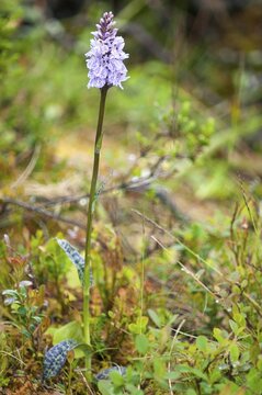 Dactylorhiza fuchsii, Finland, fox orchid, fox fingerroot, fox knuckle herb, fox fingerroot, fox orchid, orchids, orchid plants, forest orchid, common orchid, flora, high size, portrait format, plants, plants