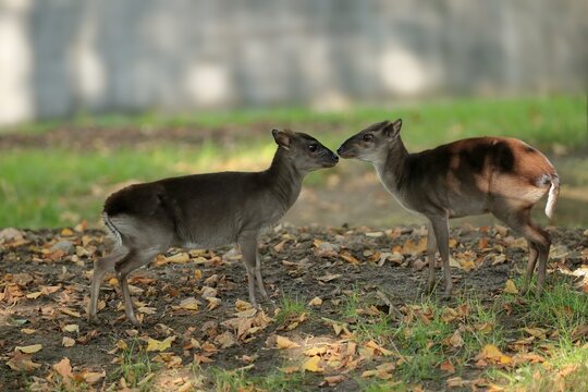 Congo blue duiker (Philantomba monticola congica), adult, pair, social behaviour, captive