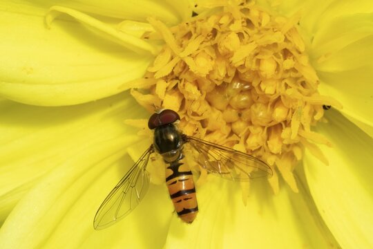 Common hoverfly (Eupeodes corollae) adult insect feeding on a garden Dahlia flower in summer, England, United Kingdom
