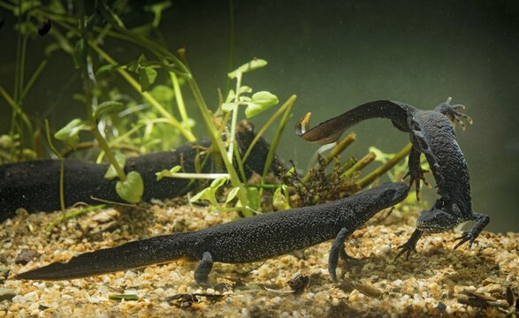 Great crested newt, crested newt, northern crested newt, Triturus cristatus, amphibians, amphibians, courtship, courtship display, amphibians, newts, northern crested newt, warty newt