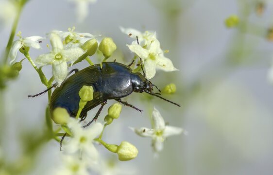 Carabidae, egg-shaped roadstrider, matte black street beetle, oodes helopioides, beetles, coleoptera, insects, beetles, ground beetles