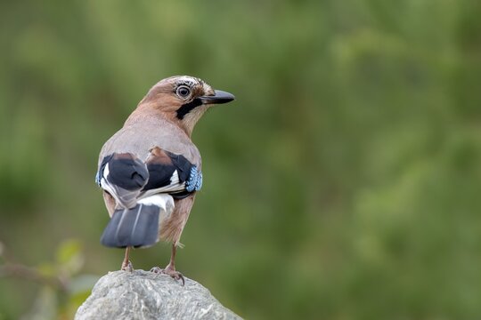 Eurasian jay (Garrulus glandarius), sitting on a stone, Tyrol, Austria