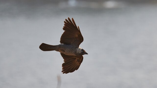 A bird flies in the sky with spread wings, morning light, Tsichli Babas islet, Navarino Bay, Pylos, Peloponnese, Greece