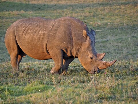 White rhinoceros (Ceratotherium simum) in South Africa