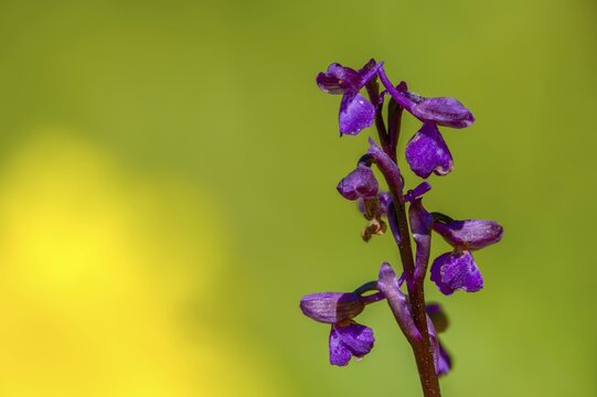 Small orchid, fool's cap, orchids, orchid family, orchis morio, salep orchid, satyrion, stendelwort, flora, green-veined orchid, green-winged orchid, plants, plants