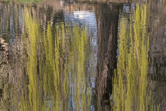 Reflection in the water of a weeping willow tree (Salix babylonica), Hesse, Germany