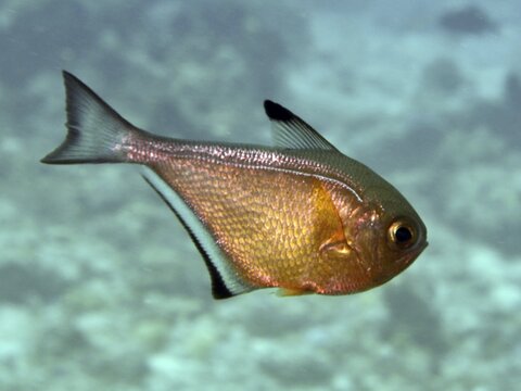 A copper-coloured fish with distinctive fins, hatchetfish (Pempheris adusta), bony fish, swimming calmly in the sea, dive site Close Encounters, Permuteran, Bali, Indonesia