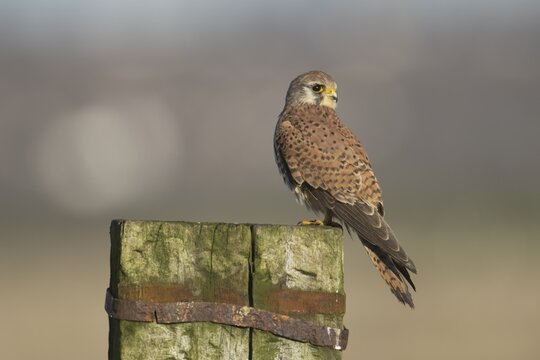 Common kestrel falcon (Falco tinnunculus) adult bird of prey on a wooden fence post, England, United Kingdom
