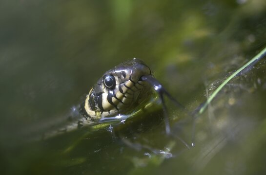 Grass snake, Natrix Natrix, grass snake, in water, reptilia, reptiles, ringed snake, snakes, snakes, water, water snake