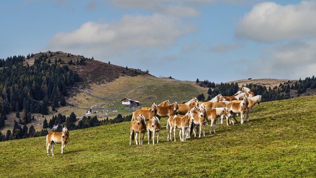 Haflinger horses (Equus ferus caballus) in the pasture, Alpe di Siusi, Val Gardena, Dolomites, South Tyrol, Italy