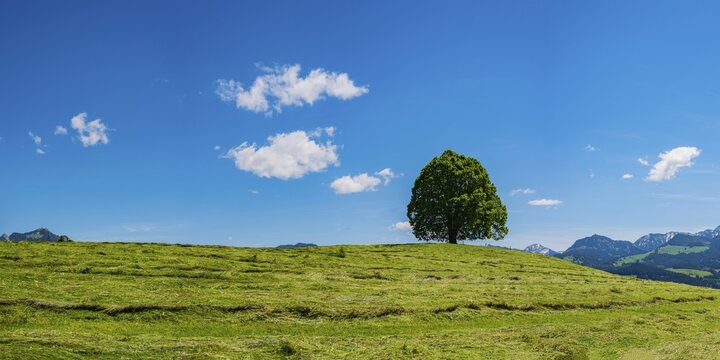 Peace lime tree (Tilia) on the Wittelsbacher H&ouml;he, 881m, Illertal, Allg&auml;u, Bavaria, Germany