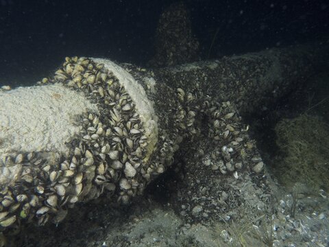 Metal pipe densely covered with quagga triangle mussels (Dreissena rostriformis bugensis), invasive species, in a dark underwater area, Wildsau dive site, Berlingen, Lake Constance, Switzerland, Germany