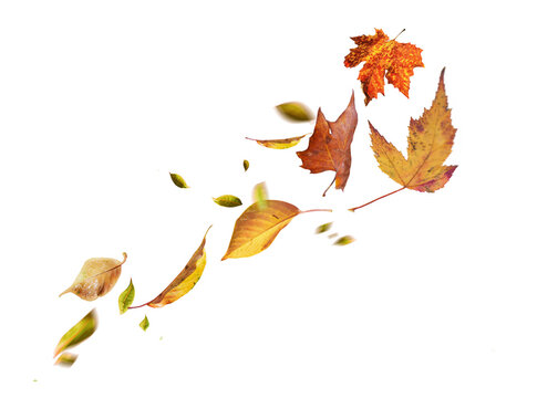Flying yellow autumn leaves on transparent free PNG background. Environment and ecology backdrop concept.