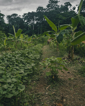 View of a lush tropical farm with rows of leafy crops and banana trees under a cloudy sky in Puerto Viejo de Talamanca, Limon Province, Costa Rica.