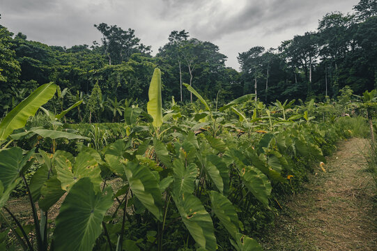 View of lush tropical vegetation including banana plants and taro leaves with a dense forest background under a cloudy sky in Puerto Viejo de Talamanca, Limon Province, Costa Rica.