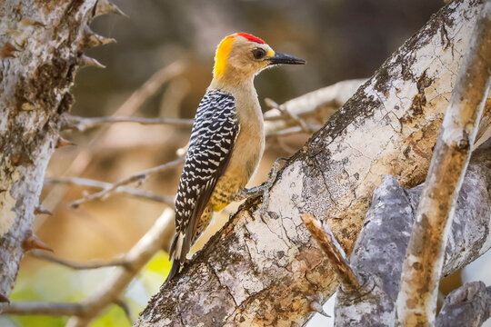 Hoffmann's woodpecker (Melanerpes hoffmannii) known as the Carpintero de Hoffmann here, Esperanza, Nosara, Nicoya, Guanacaste, Costa Rica,