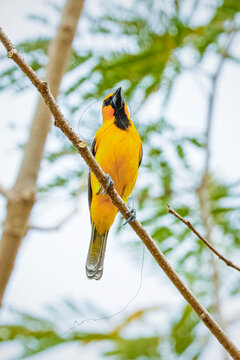 Baltimore oriole (Icterus galbula), a colourful yellow common blackbird, carrying nesting material in it's beak, Esperanza, Nicoya, Guanacaste, Costa Rica