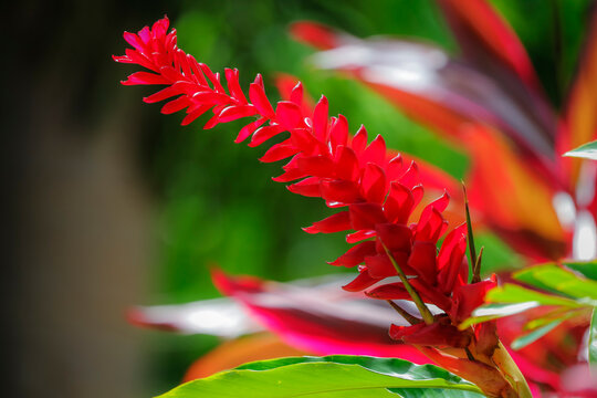 Red ginger (Alpinia purpurata) a cultivated herb and ornamental plant, Esperanza, Nosara, Costa Rica