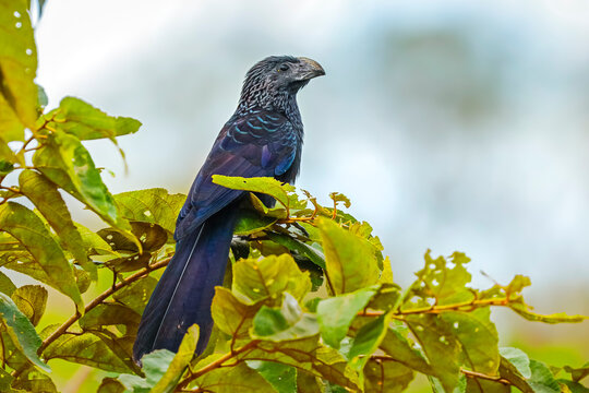 Groove-billed Ani (Crotophaga sulcirostris), A social cuckoo bird, it often appears in small groups, Esperanza, Nosara, Nicoya Peninsula, Costa Rica