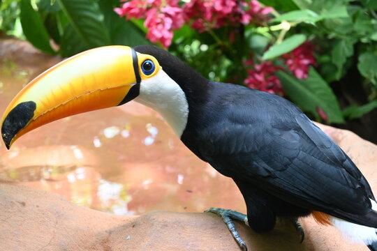 Toucan, Parque das Aves, Brazil