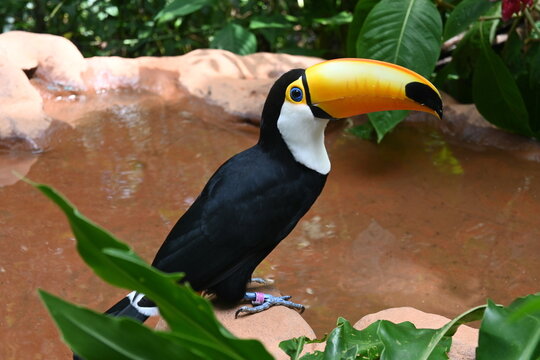 Toucan, Parque das Aves, Brazil