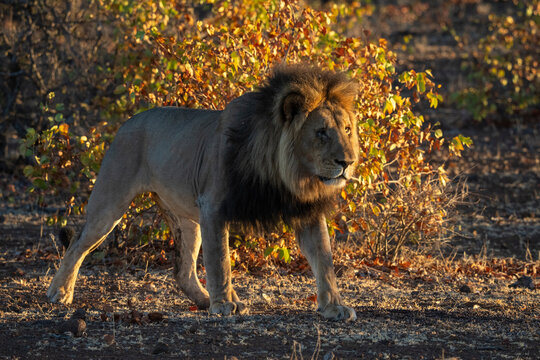 Lion (Panthera leo), Mashatu, Botswana,